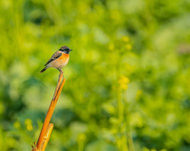 A Stone chat portrait in a mustard field