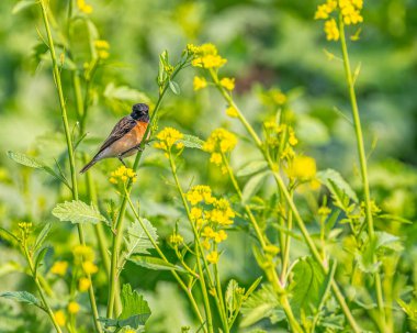 A stone chat looking into the camera from a mustard plant