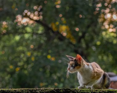 A Cat targeting a prey from a wall