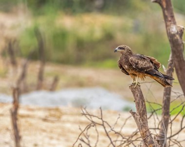 A Black Kite resting on a pole