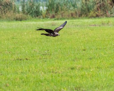 A Black Kite flying over a green ground