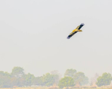 A Egyptian vulture in flight in sky
