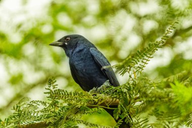 A drango resting on a bush tree in morning