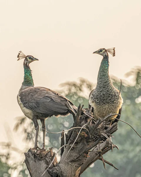 Two Peahens in communication with each other