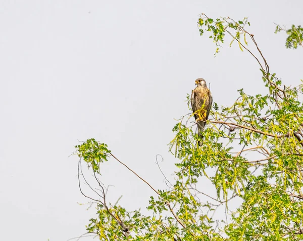 A Common Kestrel resting on a tree