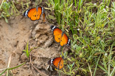 Three plain tigers resting in sand