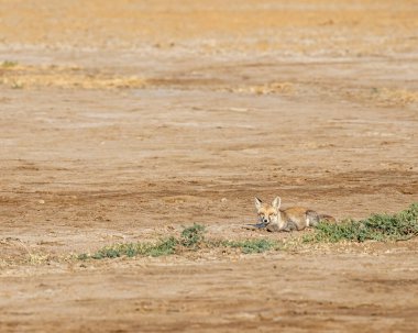 A Desert Fox resting on ground