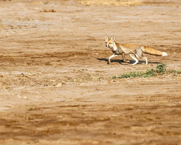 A Desert Fox looking into the camera while running