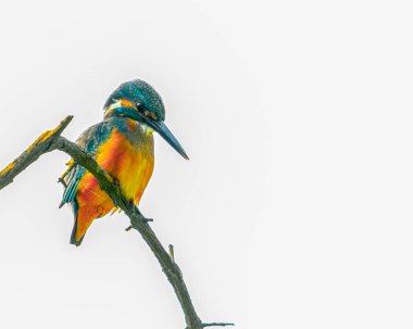 A Common kingfisher targeting a fish in lake