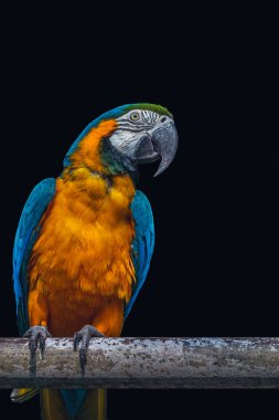 A Macaw looking into camera