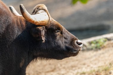 A head Shot of a Indian Bison in forest