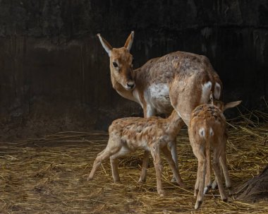 A mother feeding its children on dry grass