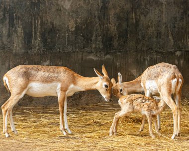A good parenting by a deer couple