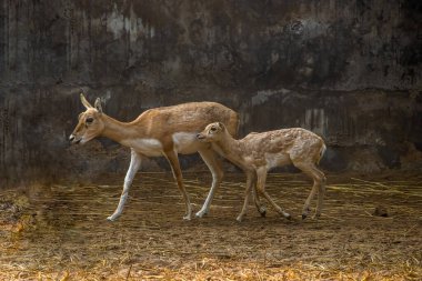 A buck with its baby running