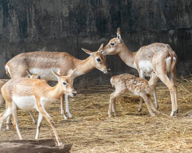 A buck and its family on dry grass