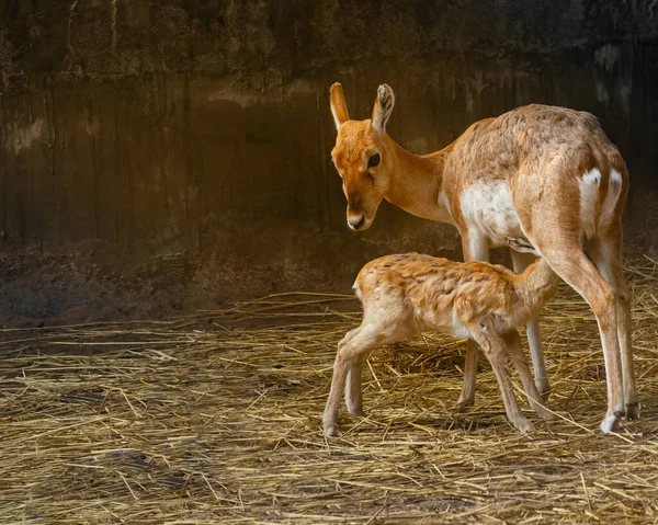 A deer feeding its fawn on dry grass