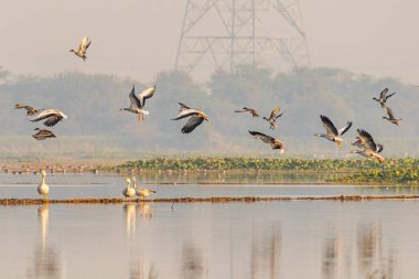 Birds in flight bar headed goose
