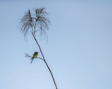 A blue tail bee eater resting on a tree