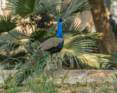 A peacock resting on a wall