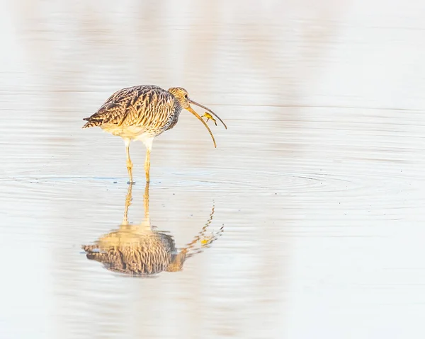 A Eurasian Curlew tossing the food