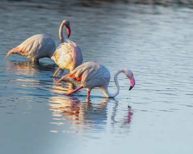 Three flamingos looking for food in lake