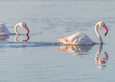 A pair of flamingos swimming and searching food in a lake