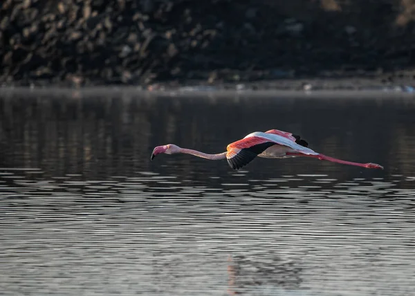 A flamingo in flight with wings at 180