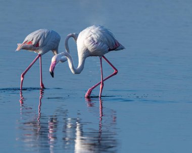 A Pair of flamingos in lake for food