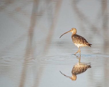 A Eurasian curlew looking back in a style