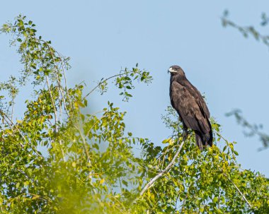 Ağaçta dinlenen bir Kartal