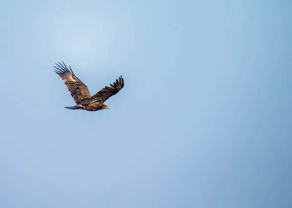 Eagle Flight Blue Sky — Stock Photo, Image