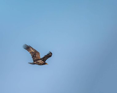 Mavi gökyüzünde uçan bir kartal