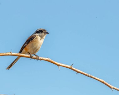 Ağaçtaki örümceğin sırt örümceği portresi.