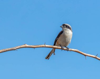 Çalı ağacına tüneyen bir Bay Back Shrike