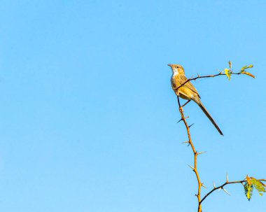 Ağaca tüneyen sıradan bir geveze.