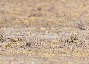 Bir çift orman tavuğu tarlada yiyecek arıyor.