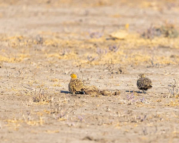 stock image A couple of sand grouse roaming in field