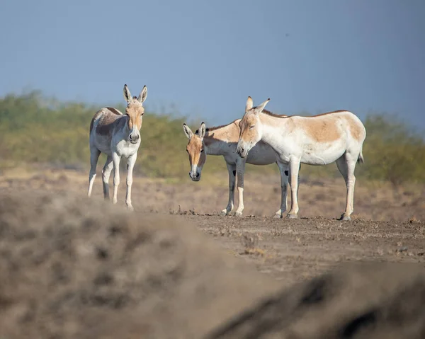 A group of wild ass resting in desert