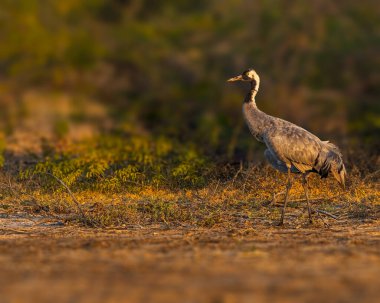 Ormanda gezinen sıradan bir turna.