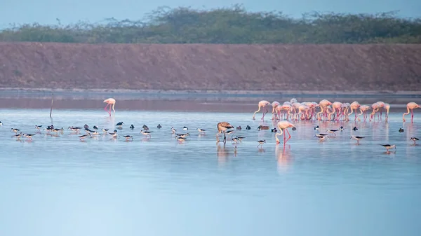 Scen Ett Blött Land Med Flamingos Sjön — Stockfoto