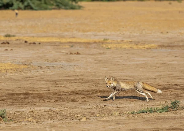 A desert fox running and looking into the camera in desert