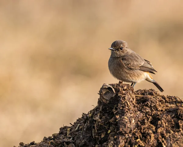 A Female Bush chat on cow dung