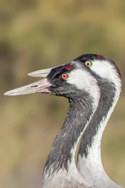 Head Shot Common Cranes Edit — Stock Photo, Image
