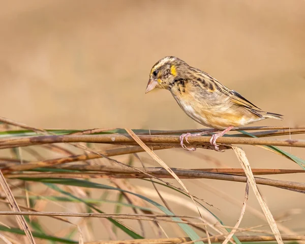 Kuru Bir Ottan Aşağıya Bakan Dokumacı Bir Kuş — Stok fotoğraf