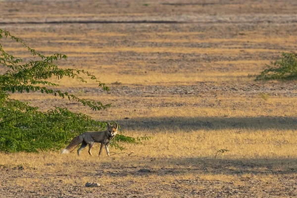 Desert Fox Looking Camera — Stock Photo, Image