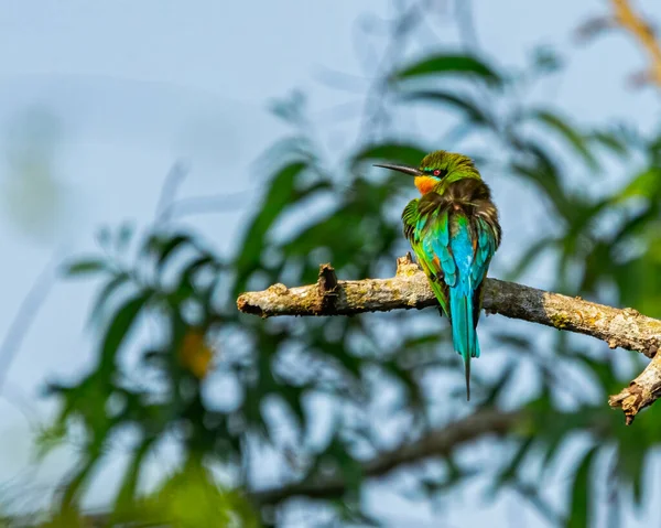 Mavi Kuyruk Arı Yiyici Bir Ağaca Tünemiş — Stok fotoğraf