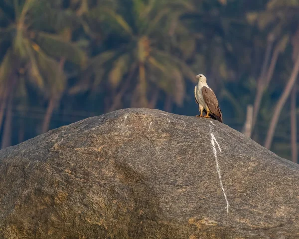Ein Weißer Seeadler Der Auf Einem Felsen Meer Ruht — Stockfoto