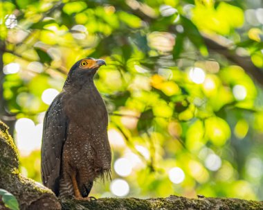 Ağaca bakan bir yılan kartal.