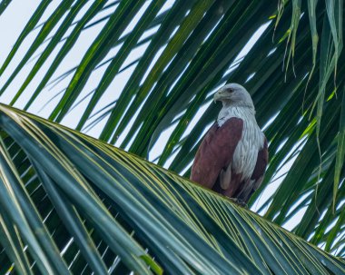 Kızıl sırtlı bir deniz kartalı kameraya bakıyor.