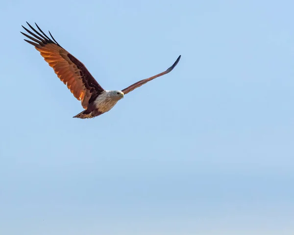 A Red backed Sea eagle flying with wing in V shape